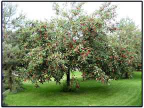 Apple tree prune before